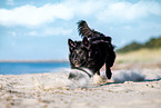 Border-Collie-Mongrel