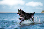 Border-Collie-Mongrel