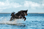 Border-Collie-Mongrel