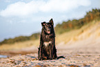 Border-Collie-Mongrel