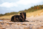 Border-Collie-Mongrel