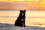 Border-Collie-Mongrel