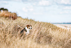 Border-Collie-Mongrel