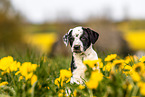Mongrel Puppy