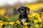 Mongrel Puppy