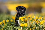 Mongrel Puppy