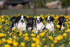 Mongrel Puppies