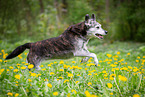 Husky-Mongrel
