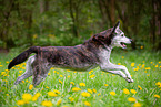 Husky-Mongrel