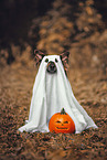 Shepherd-Mongrel