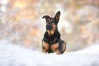 German-Shpeherd-Rhodesian-Ridgeback-Mongrel