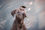 Staffordshire-Bullterrier-Mongrel
