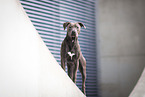 Staffordshire-Bullterrier-Mongrel