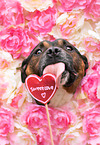 Staffordshire-Bullterrier-Mongrel
