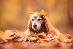 Dachshund Mongrel