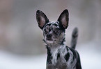 Miniature-Pinscher-Mongrel