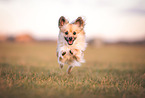 Pomeranian-Chihuahua-Mongrel