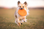 Pomeranian-Chihuahua-Mongrel