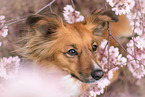 Australian-Shepherd-Mongrel