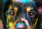 Dachshund-Mongrel