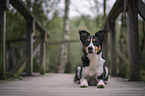 female Border-Collie-Mongrel