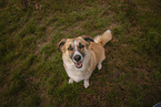 Welsh-Corgi-Mongrel