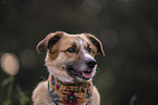 Welsh-Corgi-Mongrel