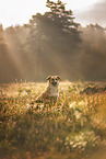 Welsh-Corgi-Mongrel