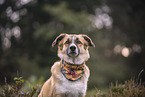 Welsh-Corgi-Mongrel