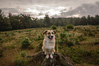 Welsh-Corgi-Mongrel