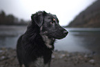 Shepherd-Mongrel