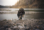 Shepherd-Mongrel