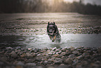 Shepherd-Mongrel