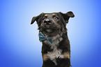 Shepherd-Mongrel