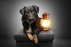 Shepherd-Mongrel