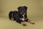Shepherd-Mongrel