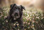 Shepherd-Mongrel