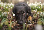 Shepherd-Mongrel