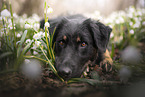 Shepherd-Mongrel