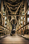 Shepherd-Mongrel