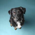 Shepherd-Mongrel