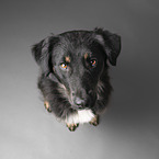 Shepherd-Mongrel
