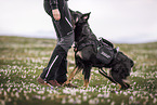 Shepherd-Mongrel