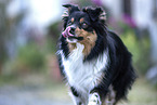 Australian-Shepherd-Border-Collie