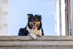 Australian-Shepherd-Border-Collie