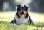 Australian-Shepherd-Border-Collie