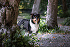 Australian-Shepherd-Border-Collie