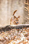 Dachshund-Mongrel