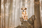 Dachshund-Mongrel