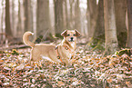 Dachshund-Mongrel